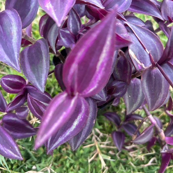 Red Hill - Picture 4 of 4